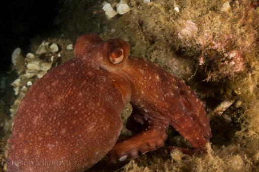 Photo of Callistoctopus macropus
