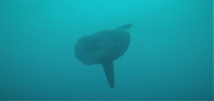 Photo of Mola mola