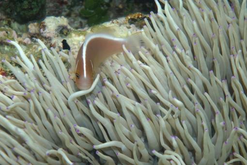 Photo of Amphiprion perideraion