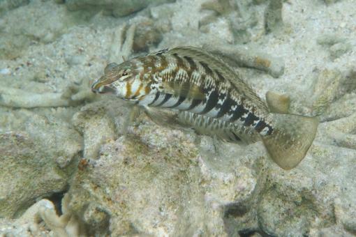 Photo of Parapercis cylindrica