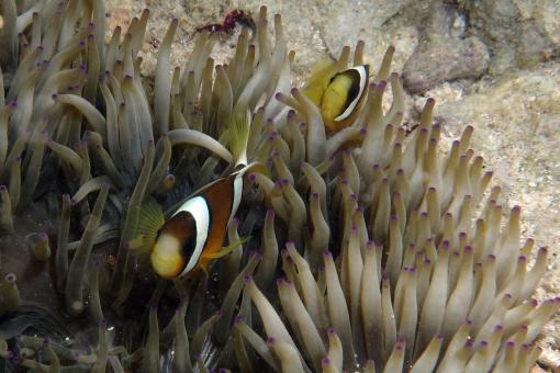 Photo of Amphiprion clarkii