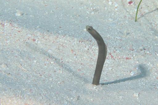 Photo of Heteroconger longissimus