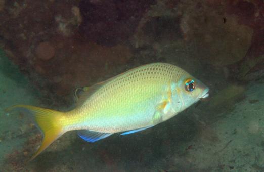 Photo of Scolopsis affinis