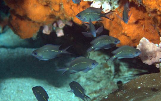 Photo of Acanthochromis polyacanthus