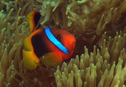 Photo of Amphiprion melanopus