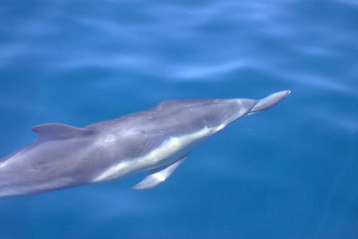 Photo of Delphinus delphis