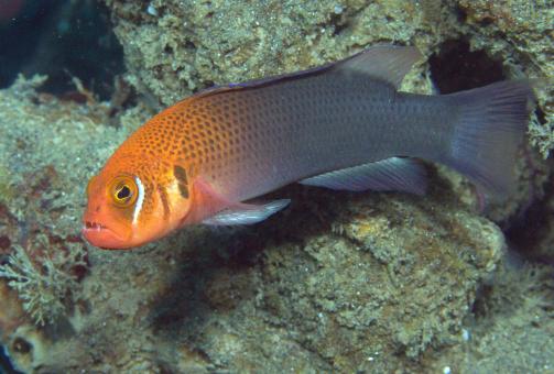 Photo of Pseudochromis steenei