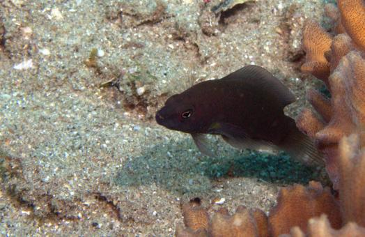 Photo of Pseudochromis fuscus