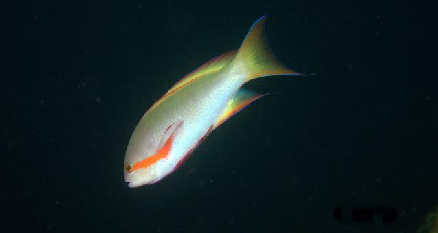 Photo of Pseudanthias huchtii