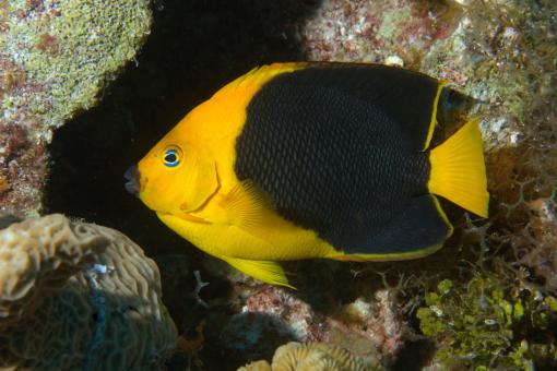 Photo of Holacanthus tricolor