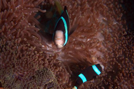 Photo of Amphiprion clarkii
