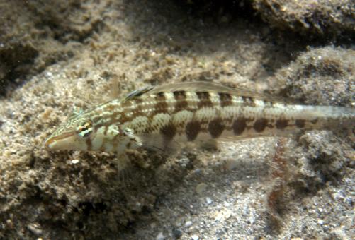 Photo of Parapercis cylindrica