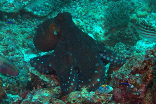 Photo of Octopus cyanea