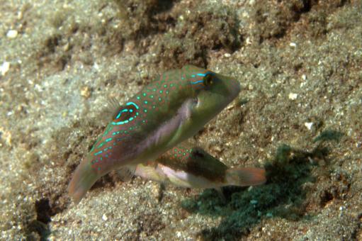 Photo of Canthigaster bennetti