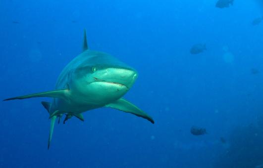 Photo of Carcharhinus amblyrhynchos