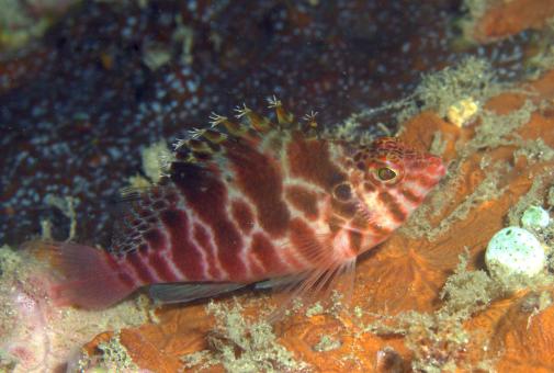 Photo of Cirrhitichthys aprinus