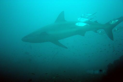 Photo of Carcharhinus galapagensis