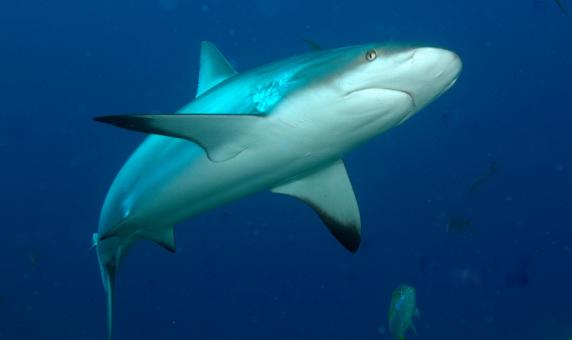 Photo of Carcharhinus perezii