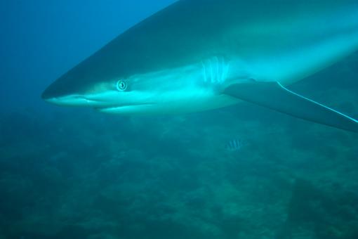 Photo of Carcharhinus albimarginatus
