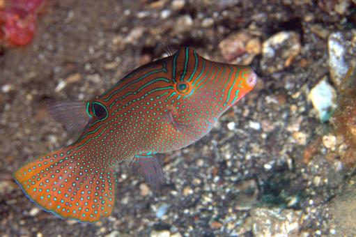 Photo of Canthigaster papua