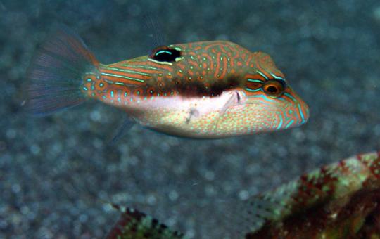 Photo of Canthigaster bennetti