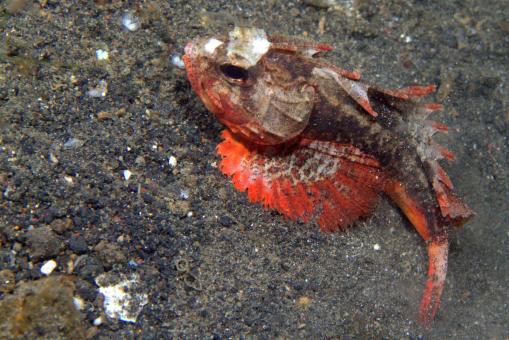 Photo of Richardsonichthys leucogaster