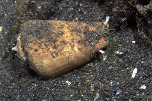 Photo of Conus sanguinolentus