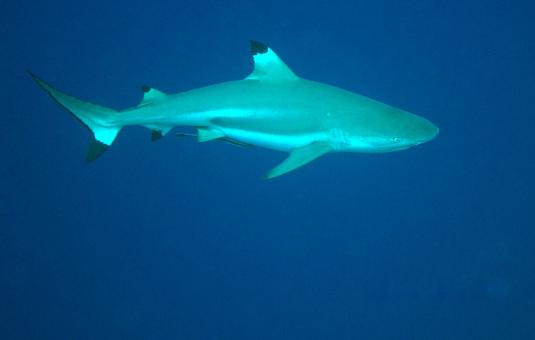 Photo of Carcharhinus melanopterus
