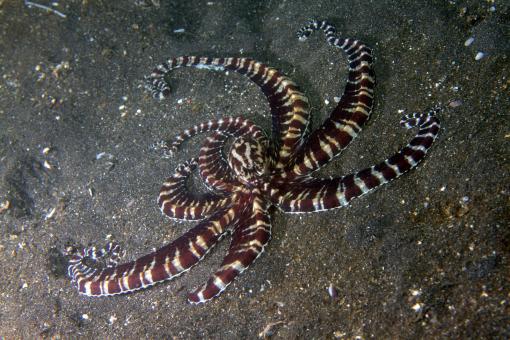 Photo of Thaumoctopus mimicus