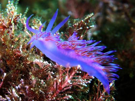 Photo of Flabellina affinis