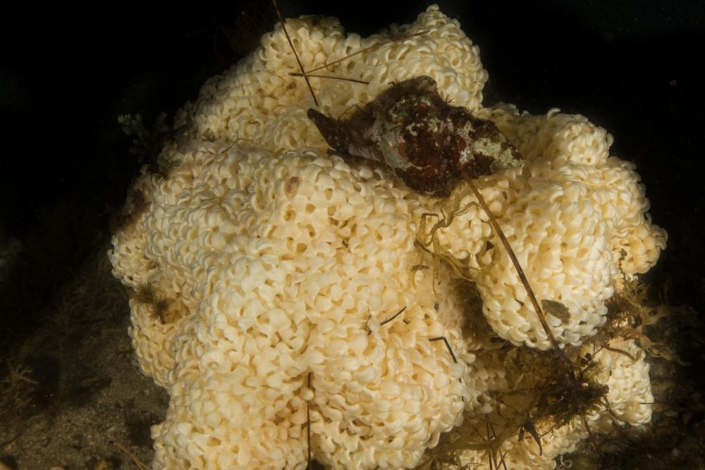 Photo of Hexaplex trunculus