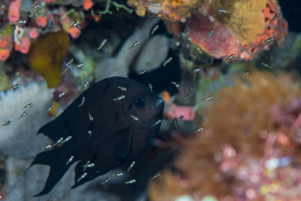 Photo of Acanthochromis polyacanthus