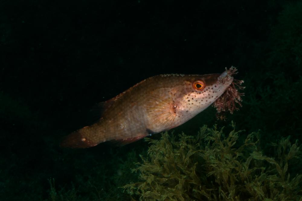 Photo of Symphodus rostratus