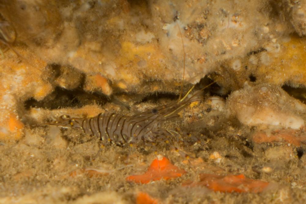 Photo of Palaemon serratus