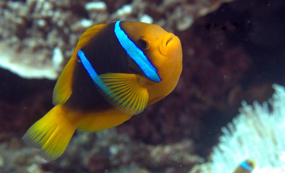 Photo of Amphiprion chrysopterus