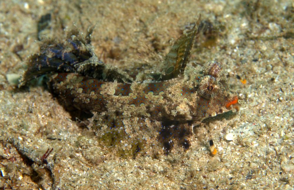 Photo of Dactylopus kuiteri