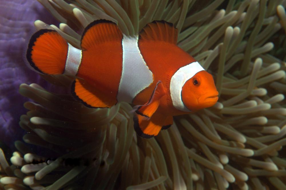 Photo of Amphiprion ocellaris