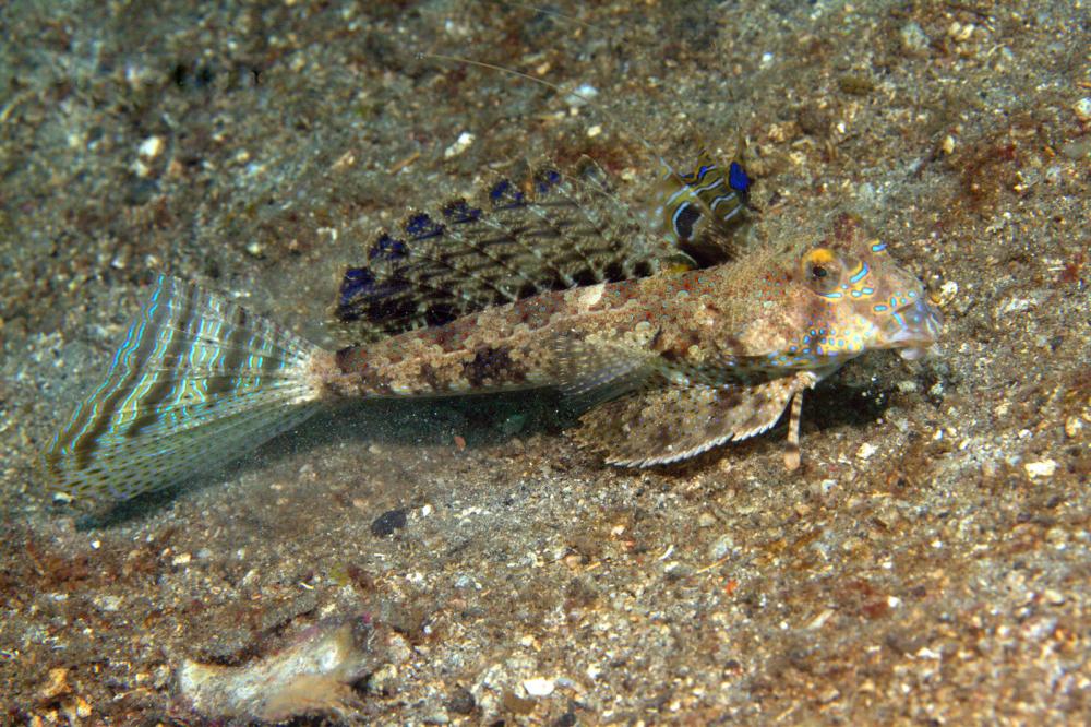 Photo of Dactylopus dactylopus