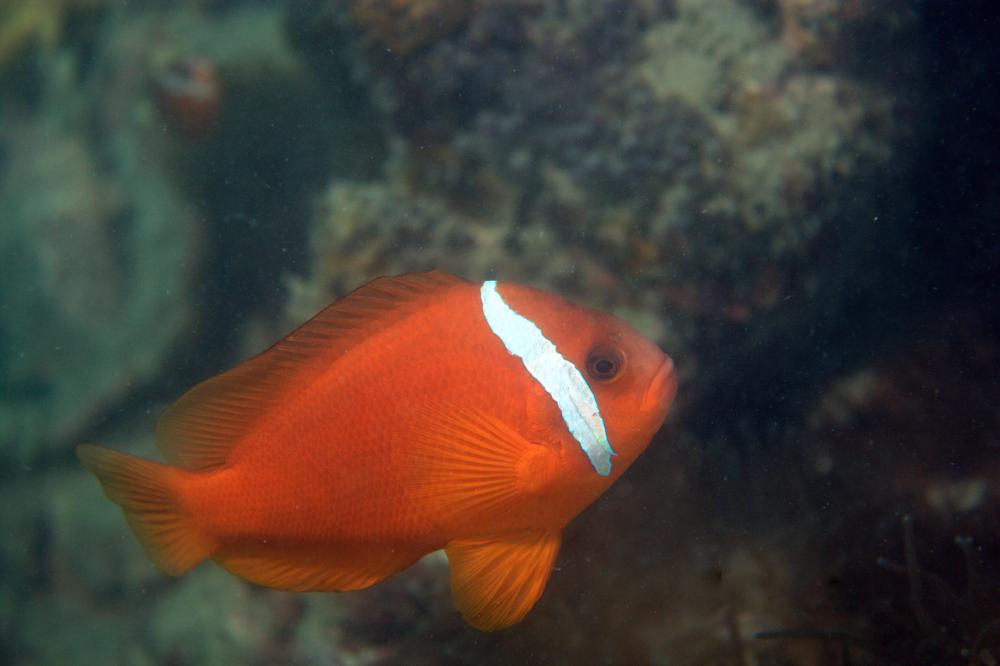 Photo of Amphiprion barberi