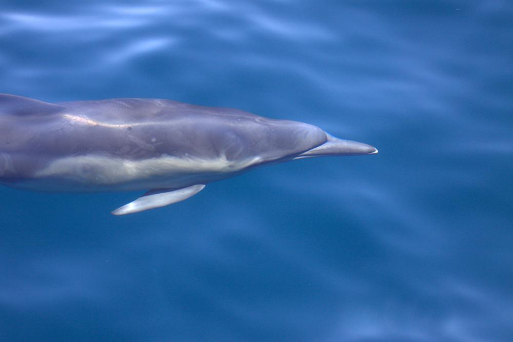 Photo of Delphinus delphis