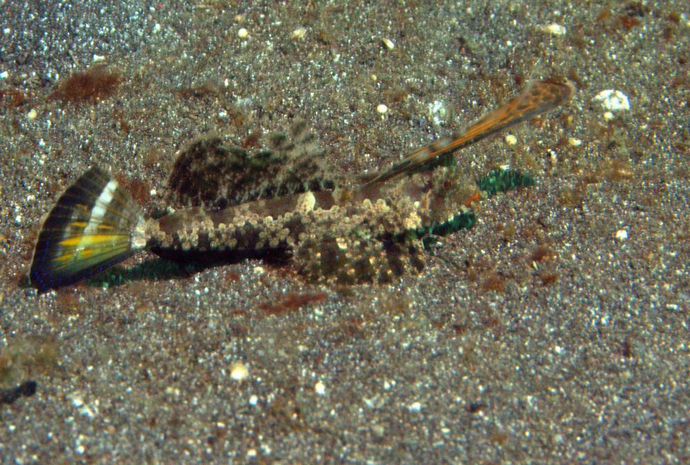 Photo of Dactylopus kuiteri