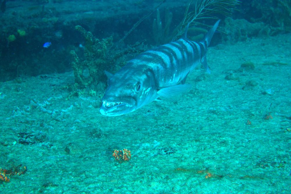 Photo of Sphyraena barracuda