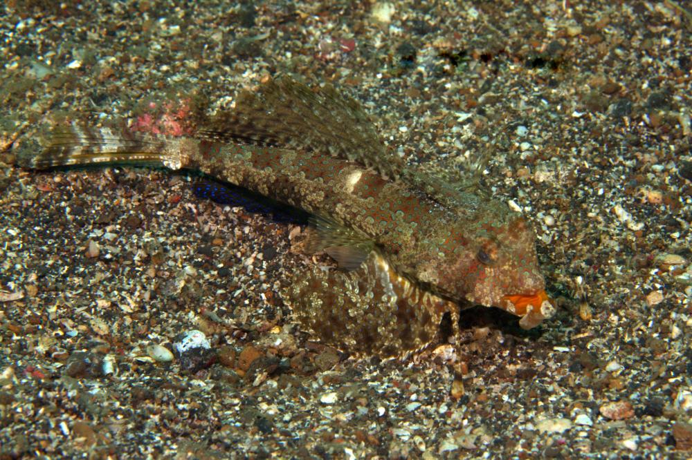 Photo of Dactylopus dactylopus