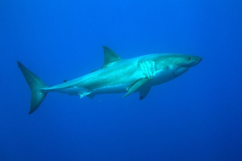 Photo of Carcharodon carcharias