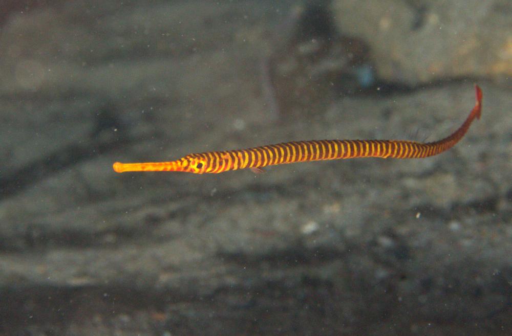 Photo of Dunckerocampus pessuliferus