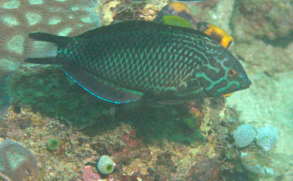 Photo of Macropharyngodon negrosensis