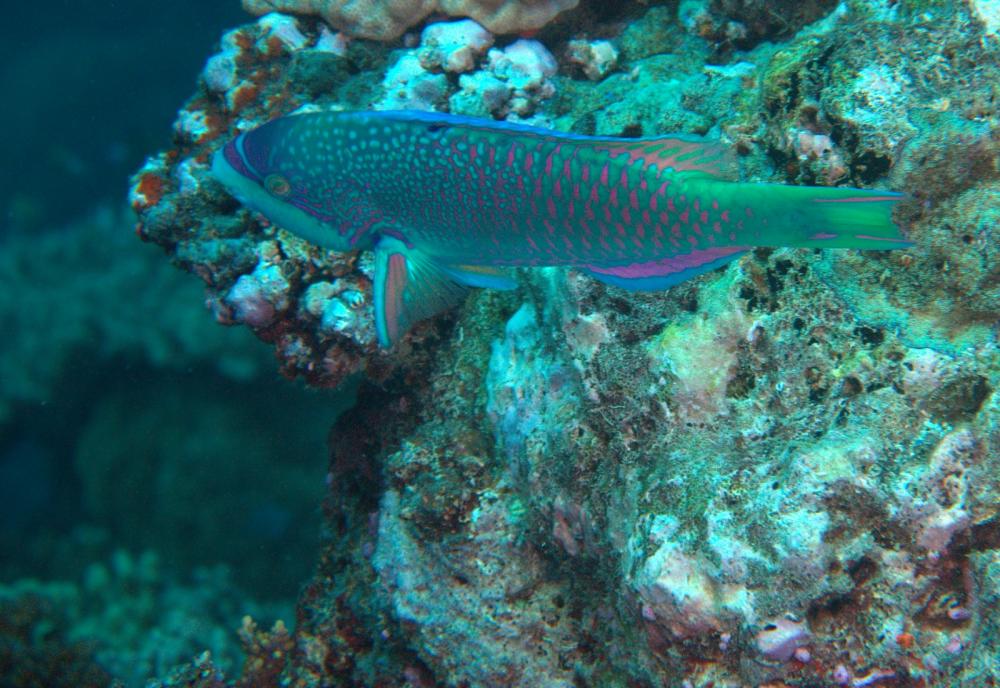 Photo of Scarus globiceps