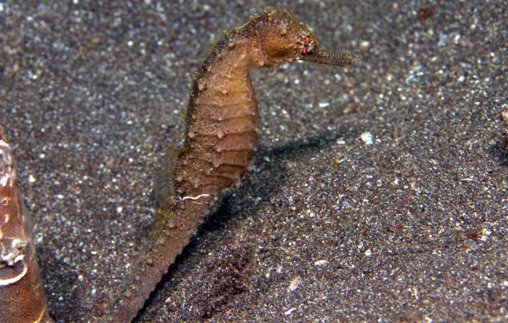 Photo of Hippocampus barbouri
