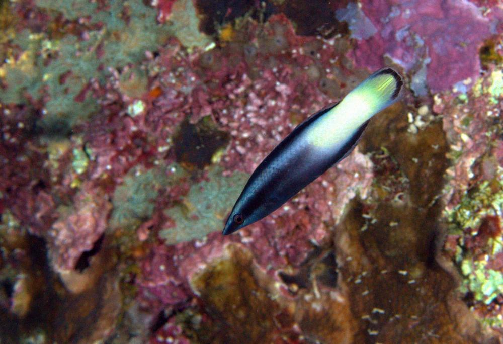 Photo of Labroides bicolor