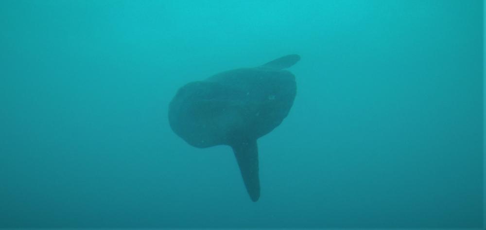 Photo of Mola mola